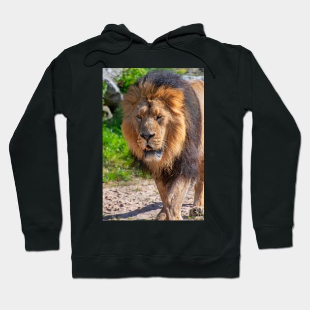 Male Lion Hoodie by Russell102